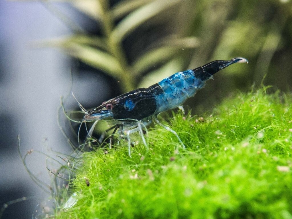 Gamba Blue Rili