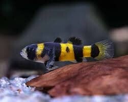 Brachygobius  doriae