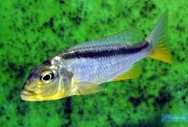 Buccochromis rhoadesii