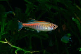 Danio choprae