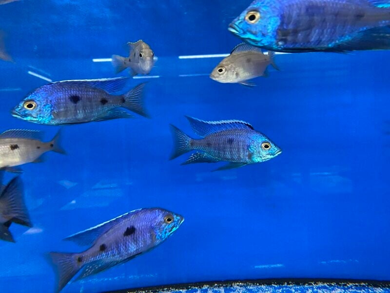 Copadichromis azureus chrysonotus