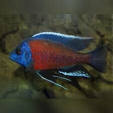 Copadichromis borleyi