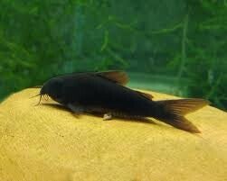 Corydoras black