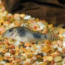 Corydoras elisae