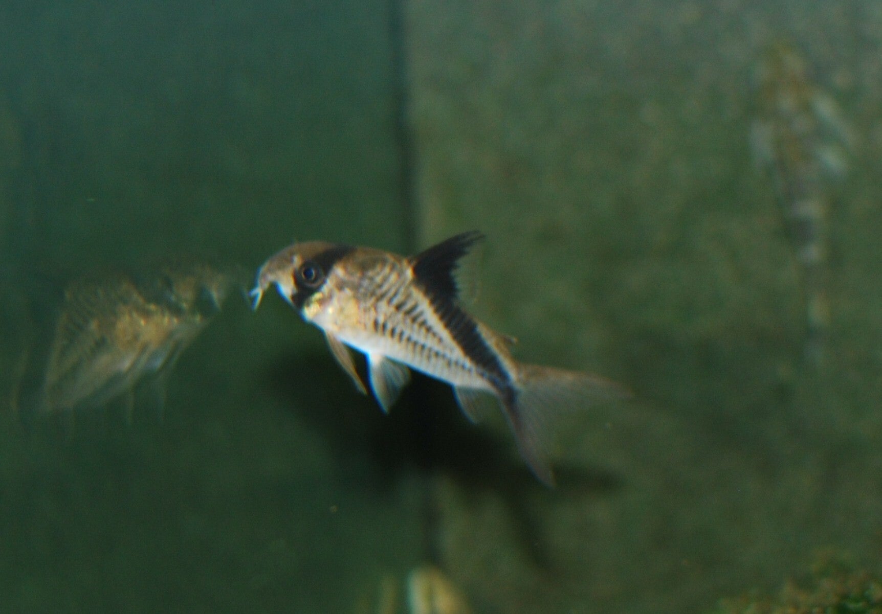 Corydoras melinii