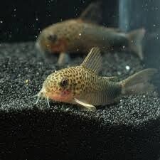 Corrydoras similis