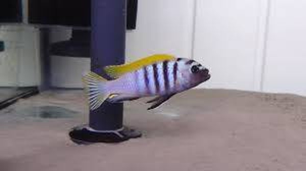 Cynotilapia afra jalo reef