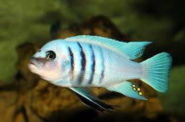 Cuynotilapia afra hara gallirea