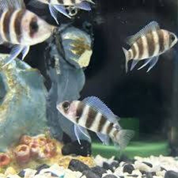 Cyphotilapia frontosa