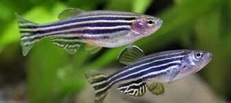 Danio cebra