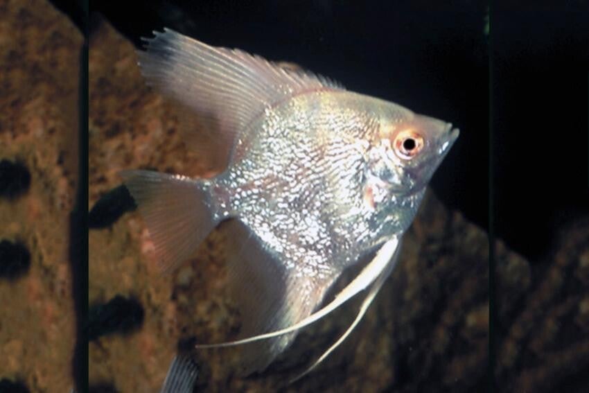 Pterophyllum scalare “Diamond” (escalar diamante)