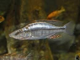 Dimidiochromis compressieceps