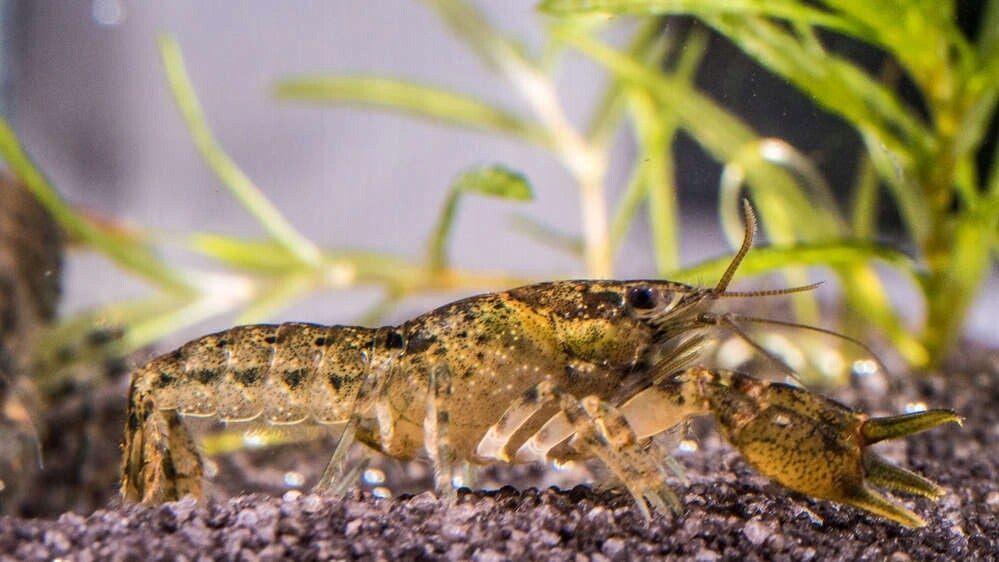 Cambarellus dimintus