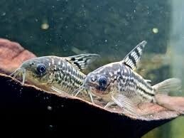 Corydoras elegans