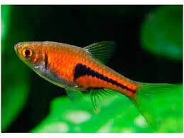 Rasbora espei