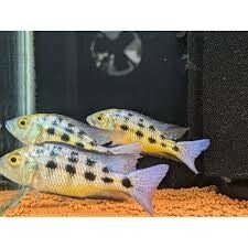 Fossorochromis rostratus