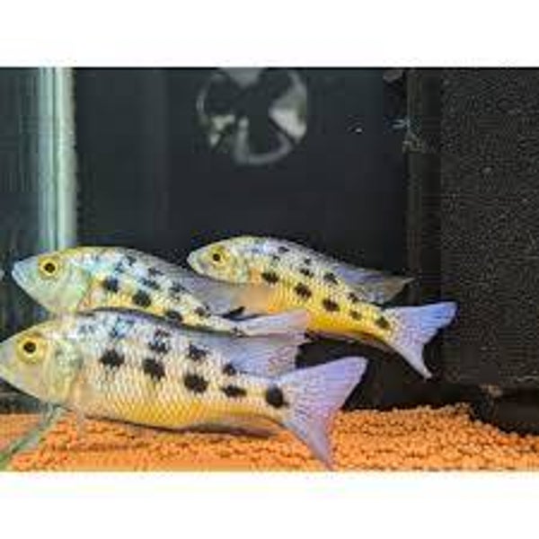 Fossorochromis rostratus