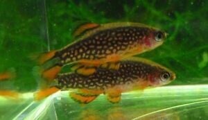 Rasbora galaxy