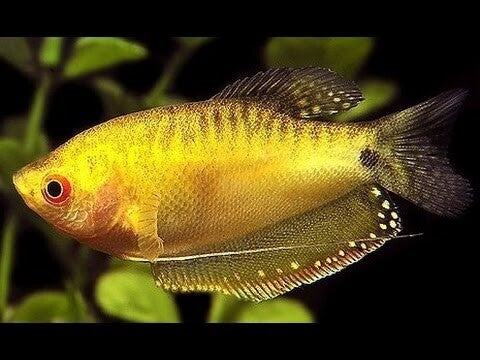Gurami dorado