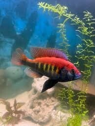 Haplochromis nyererei
