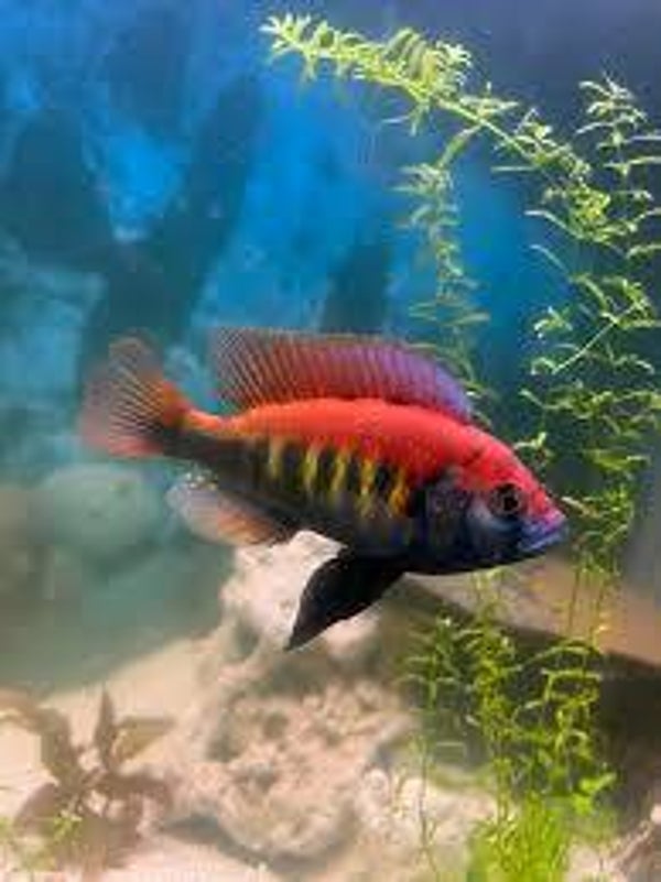 Haplochromis nyererei