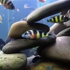 Haplochromis obliquidens