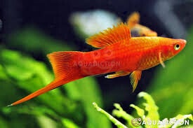 Xiphophorus helleri red