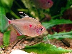 Hyphessobrycon erythrostigma