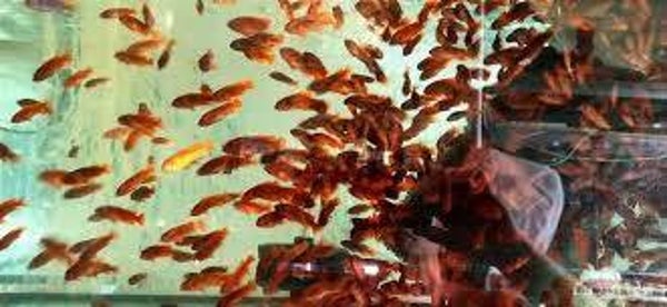 Iodotropheus sprengerae