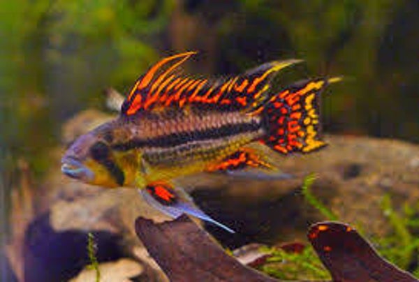 Apistogramma cacatuoides double red