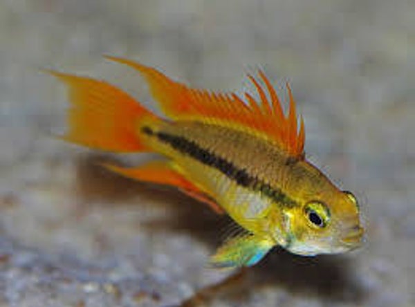 Apistogramma cacatuoides orange
