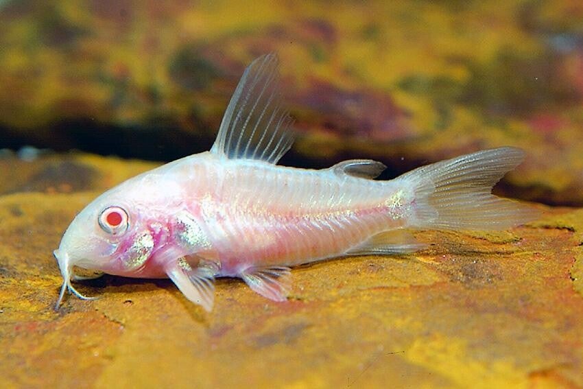 Corydoras albino