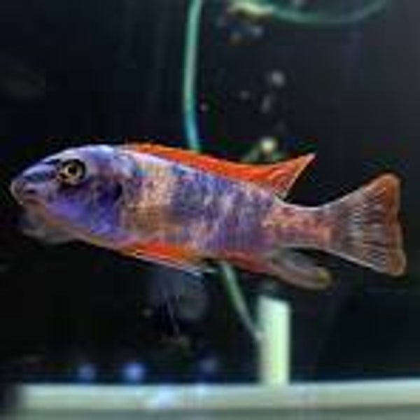Labeotropheus trewavasae ob