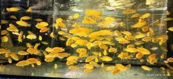 Labidochromis caerules