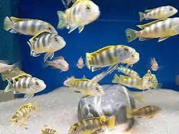 Labidochromis perlmutt