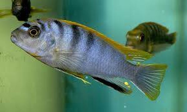 Pseudotropheus hongi