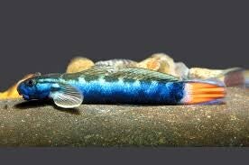 Sicyopterus lagocephalus