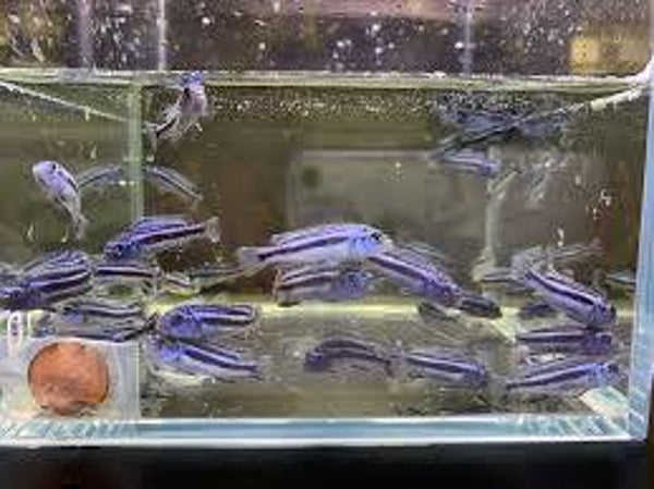 Melanochromis maingano