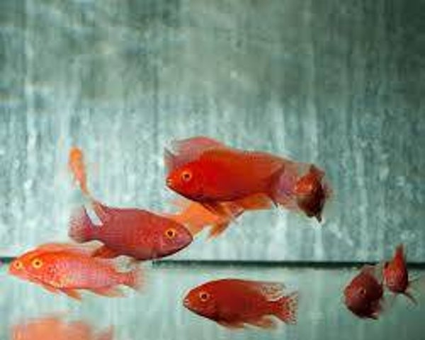 Aulonocara fire fish