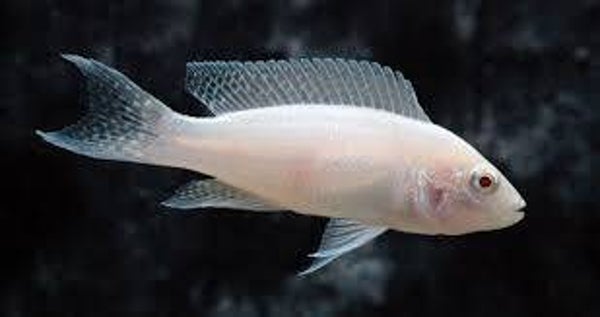 Neolamprologus brichardi albino