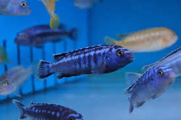 Pseudotropheus johani