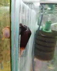 Tylomelania   mambo  ice