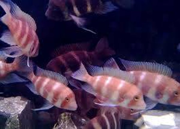 Cyphotilapia frontosa red