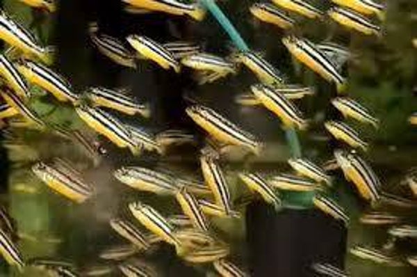 Melanochromis auratus