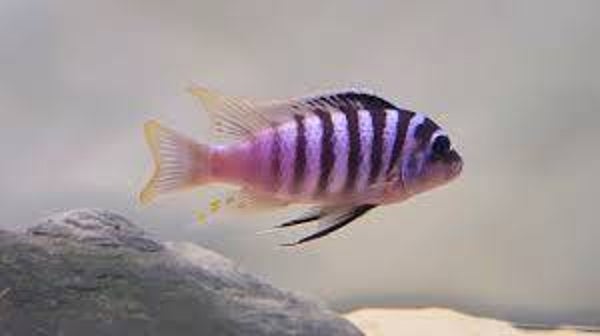 metriaclima fainzilberi luwino reef