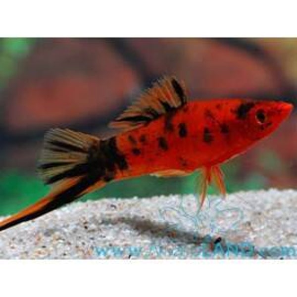 Xiphophorus hellerii “Berlin”