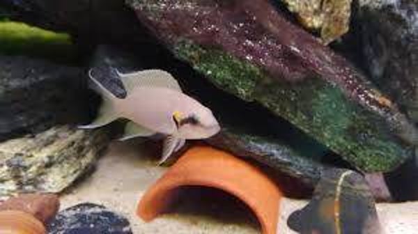 Neolamprologus brichardi