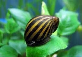 Neritina natalensis (caracol cebra)