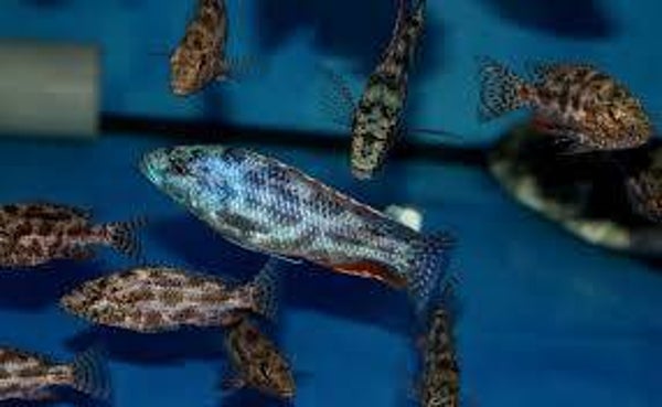 Nimbochromis polystigma