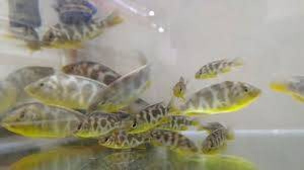 Nimbochromis venustus